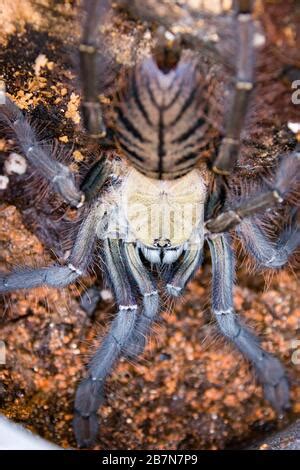 female omothymus spider|How To Care For A Pet Malaysian Earthtiger Tarantula